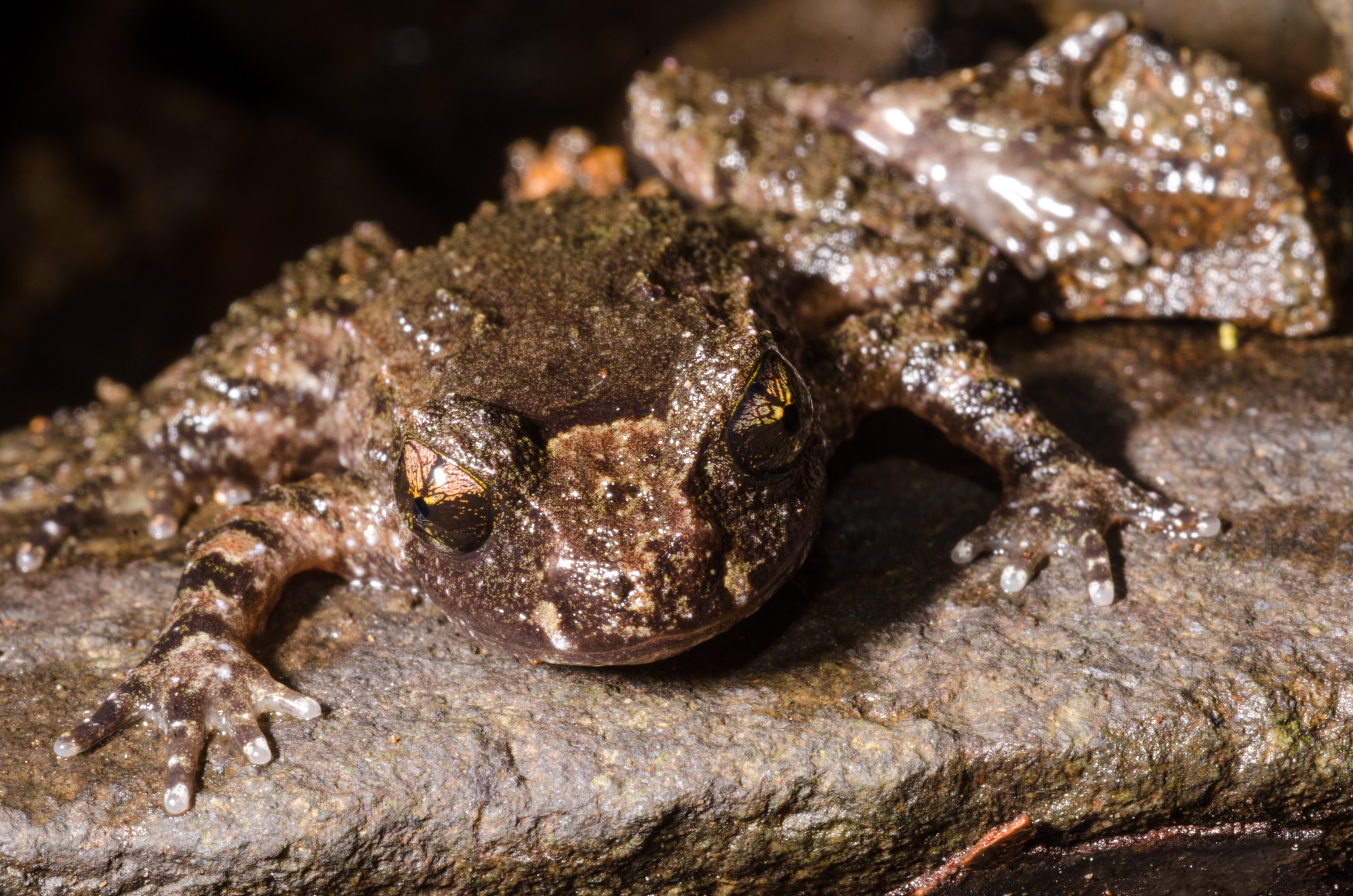 DSC_9725 – Hochstetter's, frog, Leiopelma, hochstetteri, Hochstetter, coromandel, amphibian, Crispin, reptiles, amphibians, rare, cold, blood, new, new zealand, zealand, nz